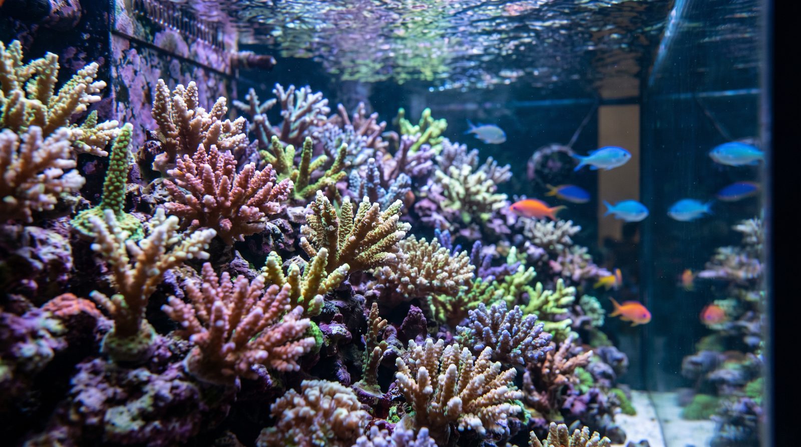 A dense Acropora-dominated SPS reef aquarium under intense lighting, showing active coral growth
