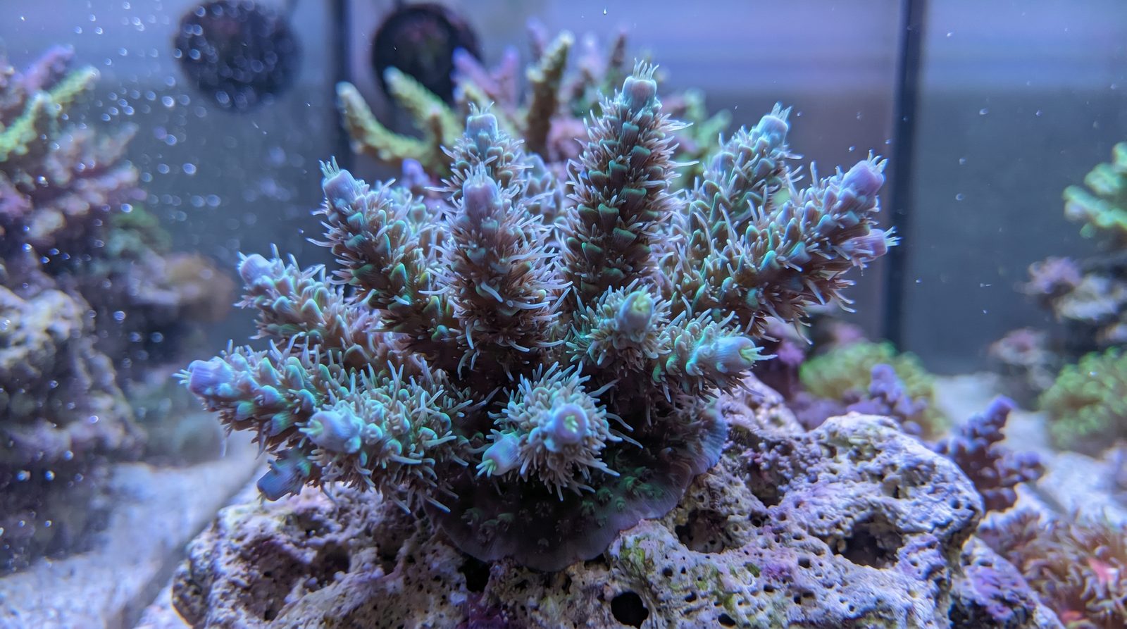 Close-up of SPS coral polyps fully extended in a stable, well-maintained reef aquarium