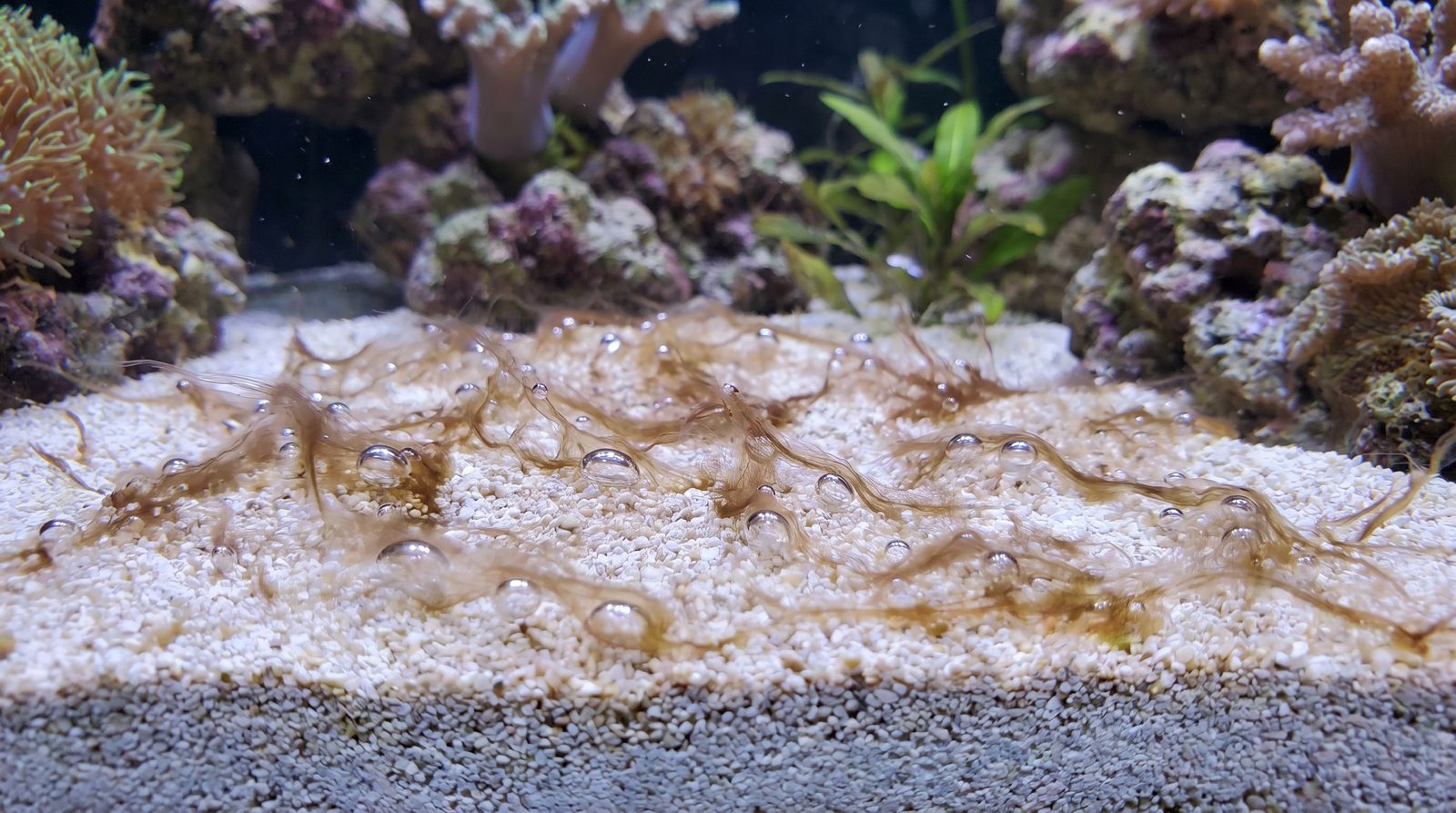 Aquarium sandbed covered in brown dinoflagellate strands with trapped oxygen bubbles lifting them off the substrate