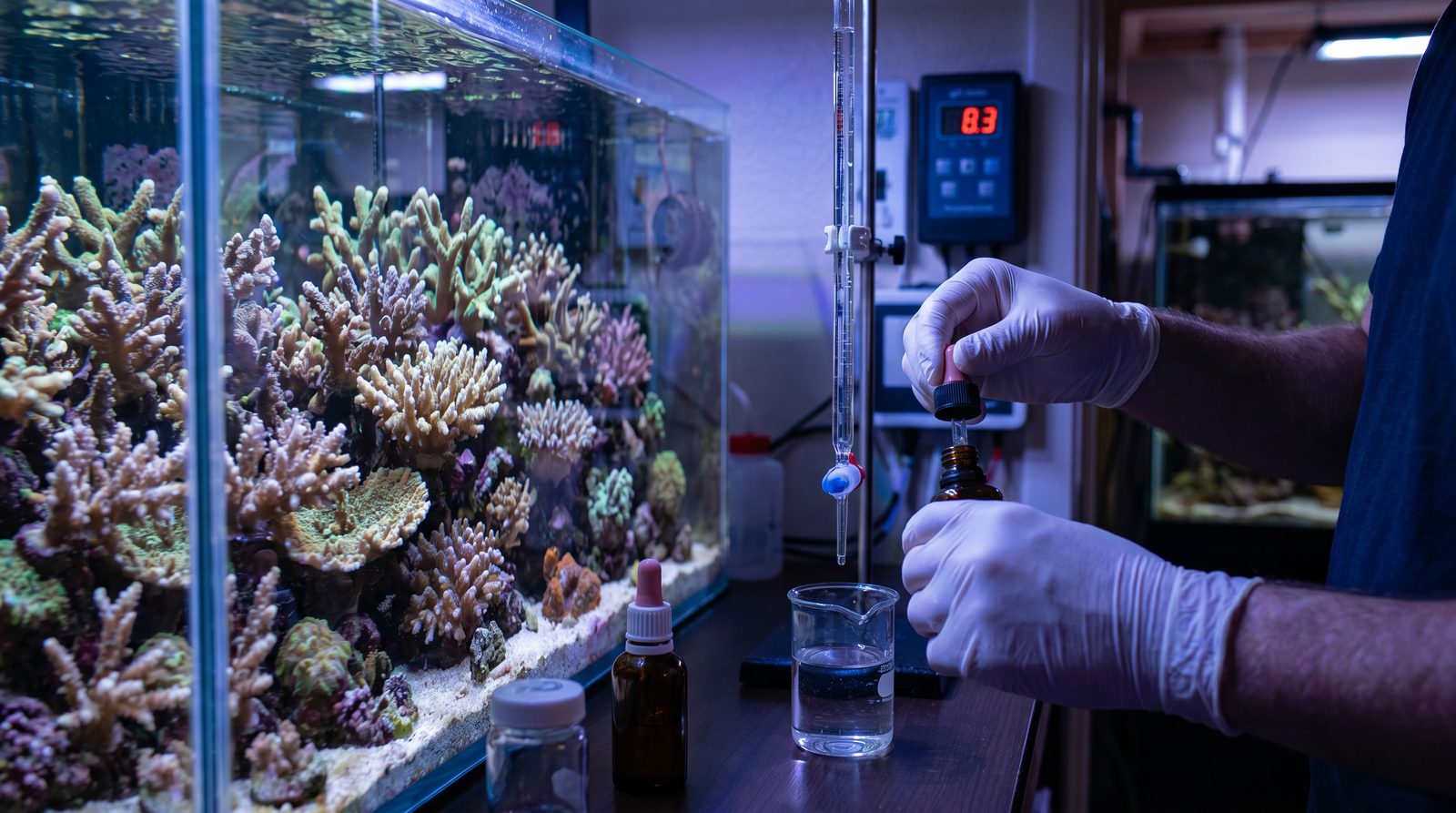 A reef aquarist testing alkalinity with a titration kit beside an SPS-dominated tank