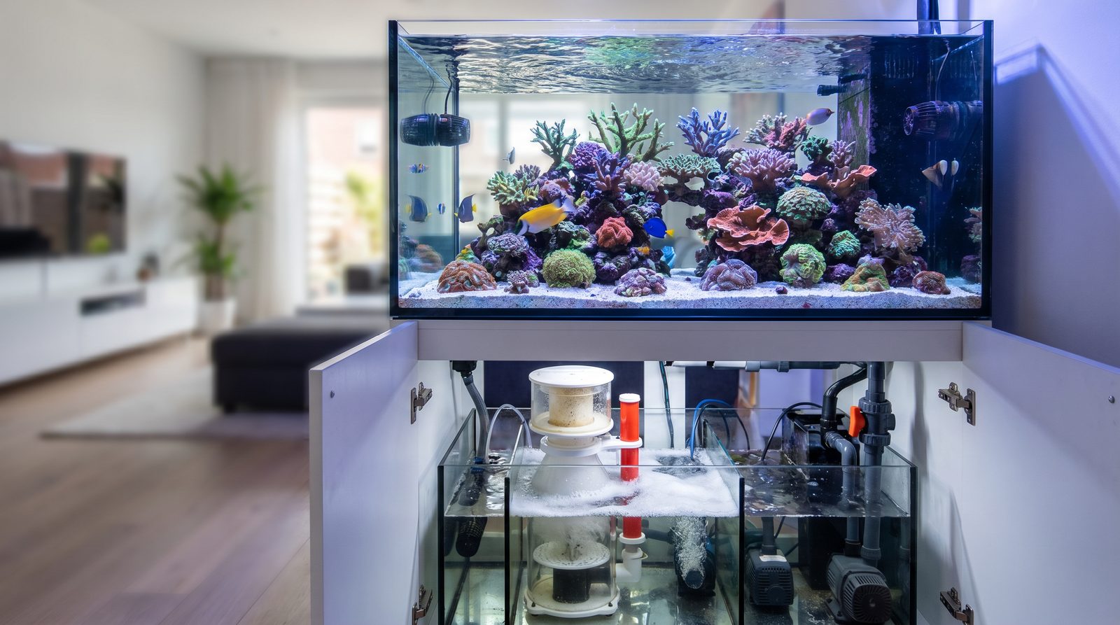 A reef aquarium with clear water, clean glass and a protein skimmer visible in the sump