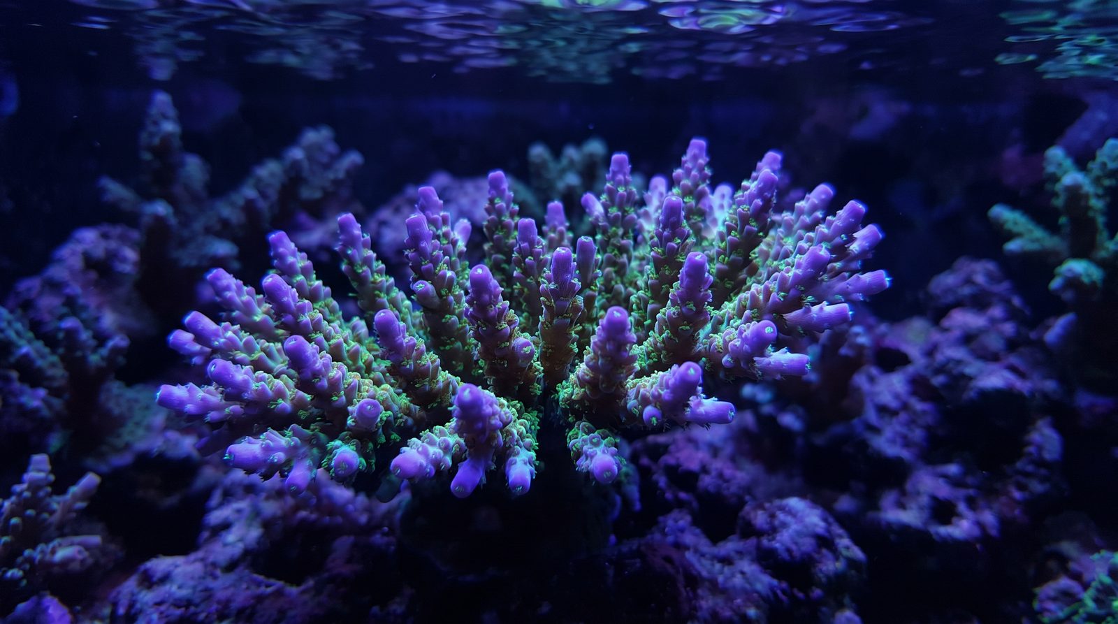 Close-up of an SPS coral colony with vivid purple and green pigmentation under blue reef aquarium lighting