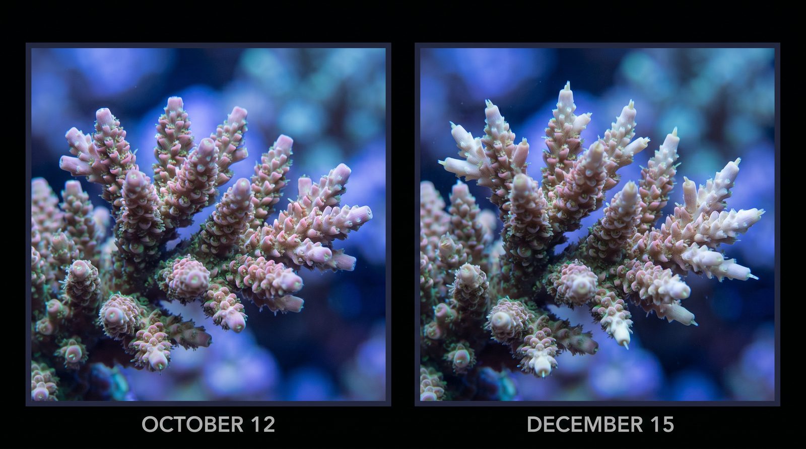 An Acropora colony photographed from the same angle on two dates, showing visible new branch tips